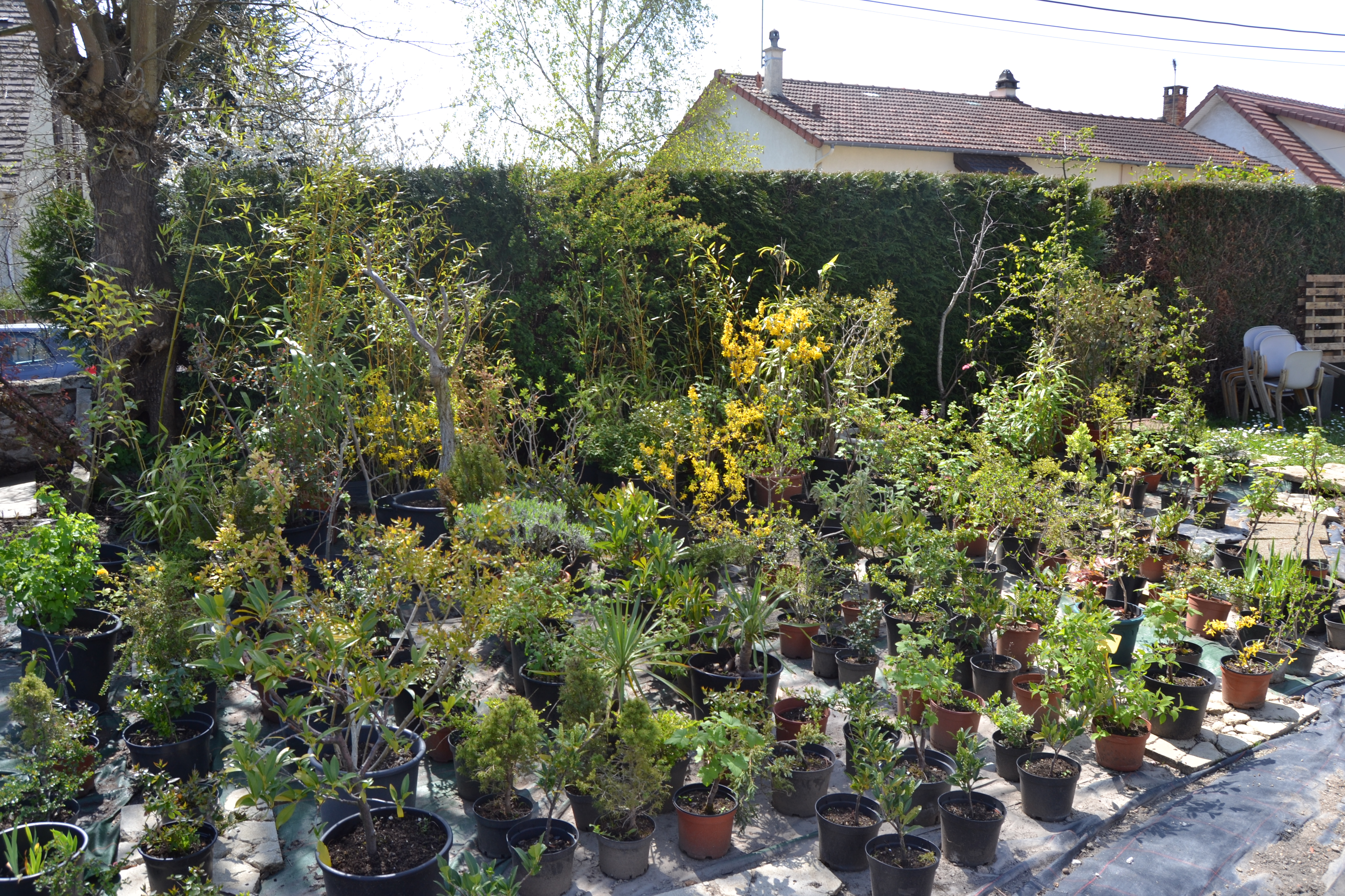  pepiniere arbuste divers 