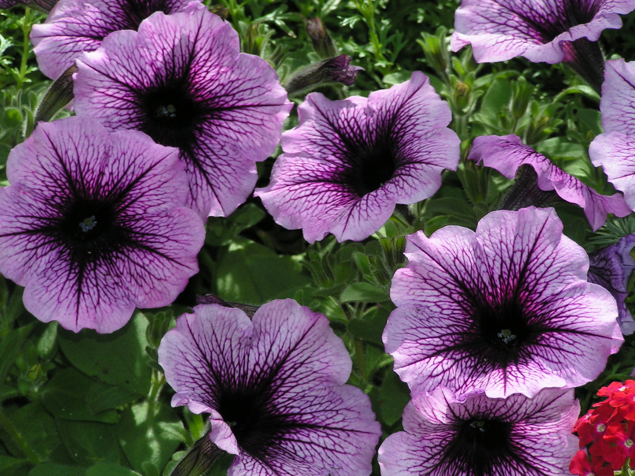  petunia retombant 1 € pièce annuelle soleil 