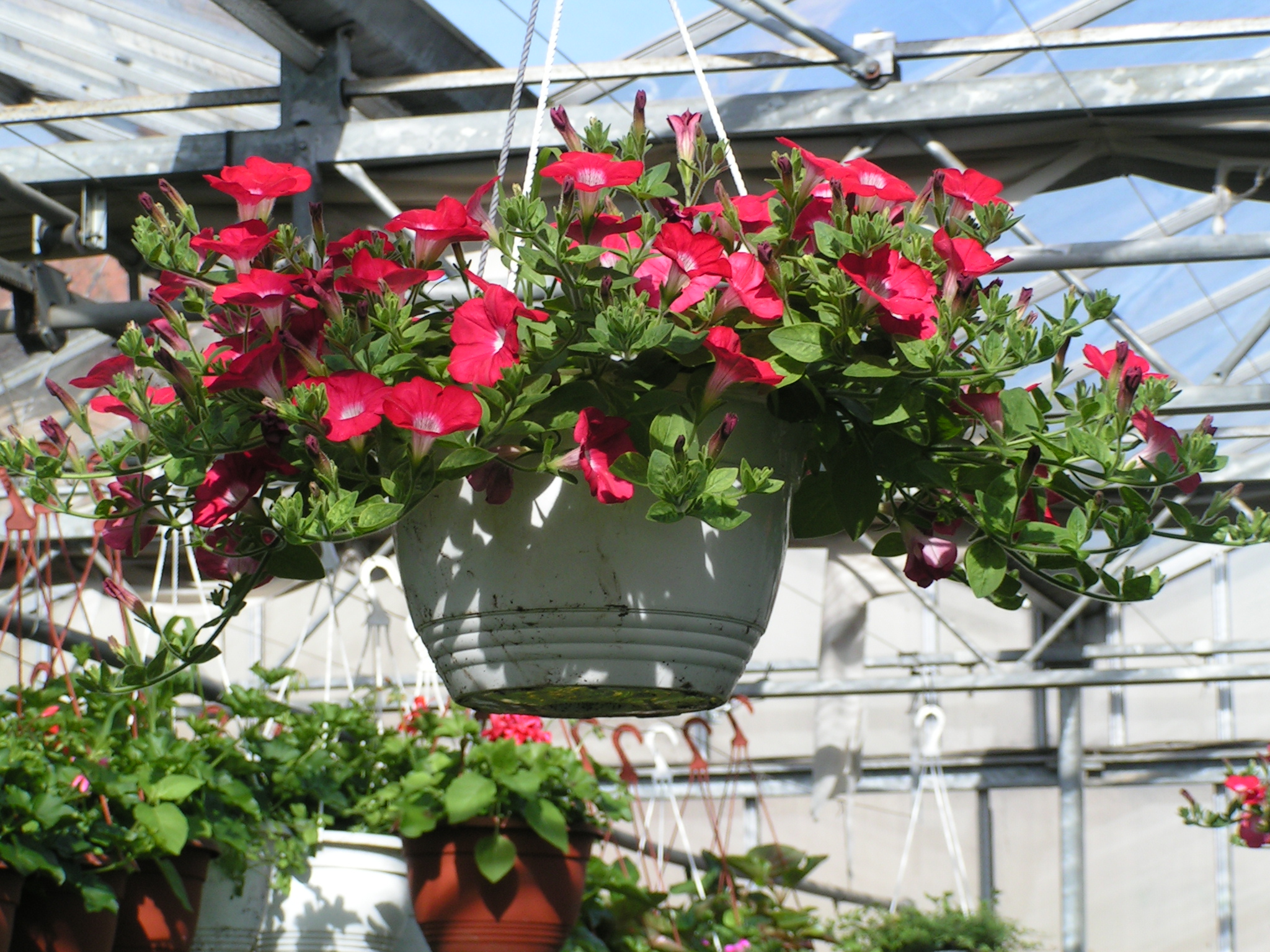  suspension pétunia 6 € pièce soleil.JPG 