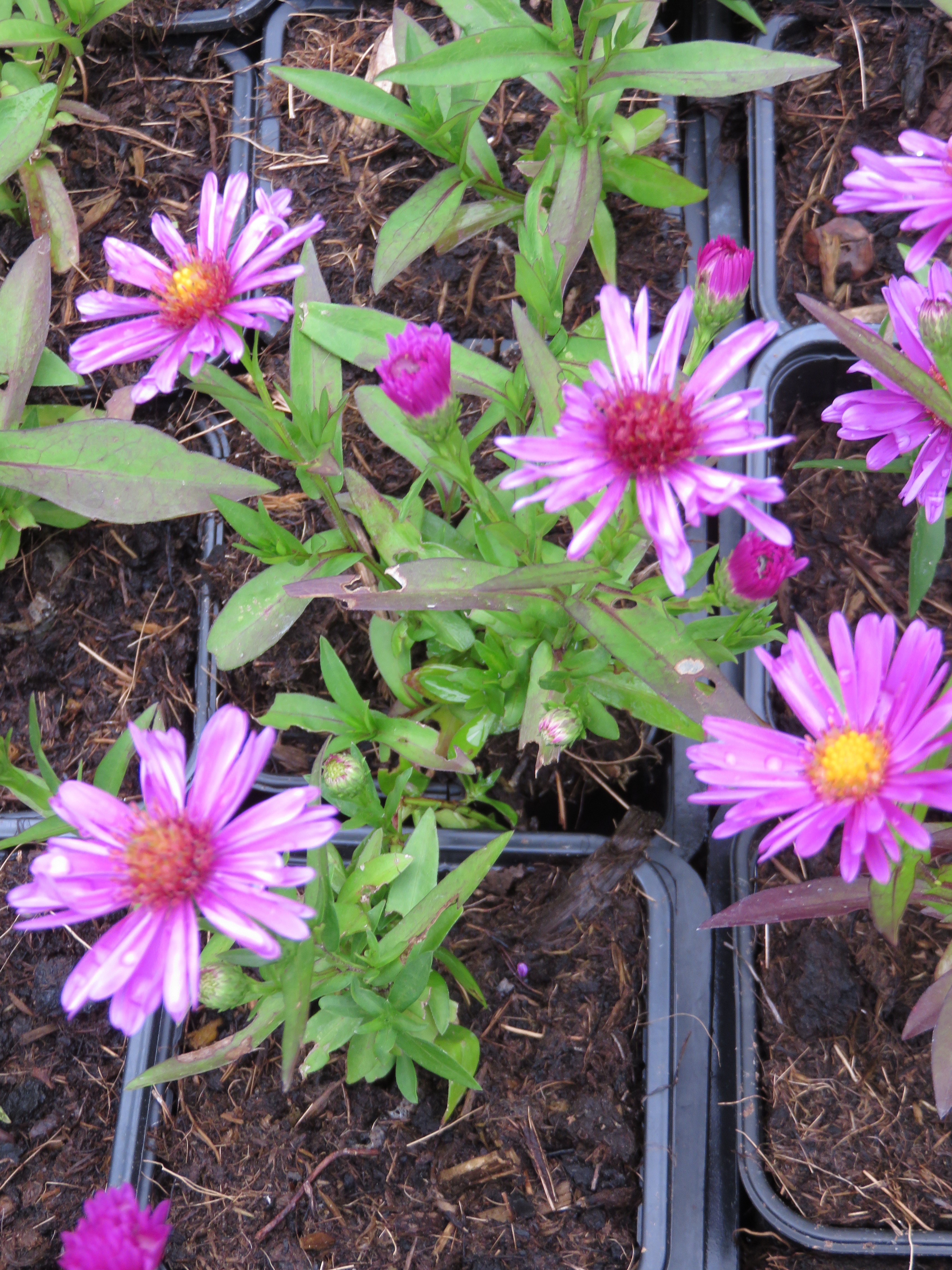  aster vivace 1.30€ 