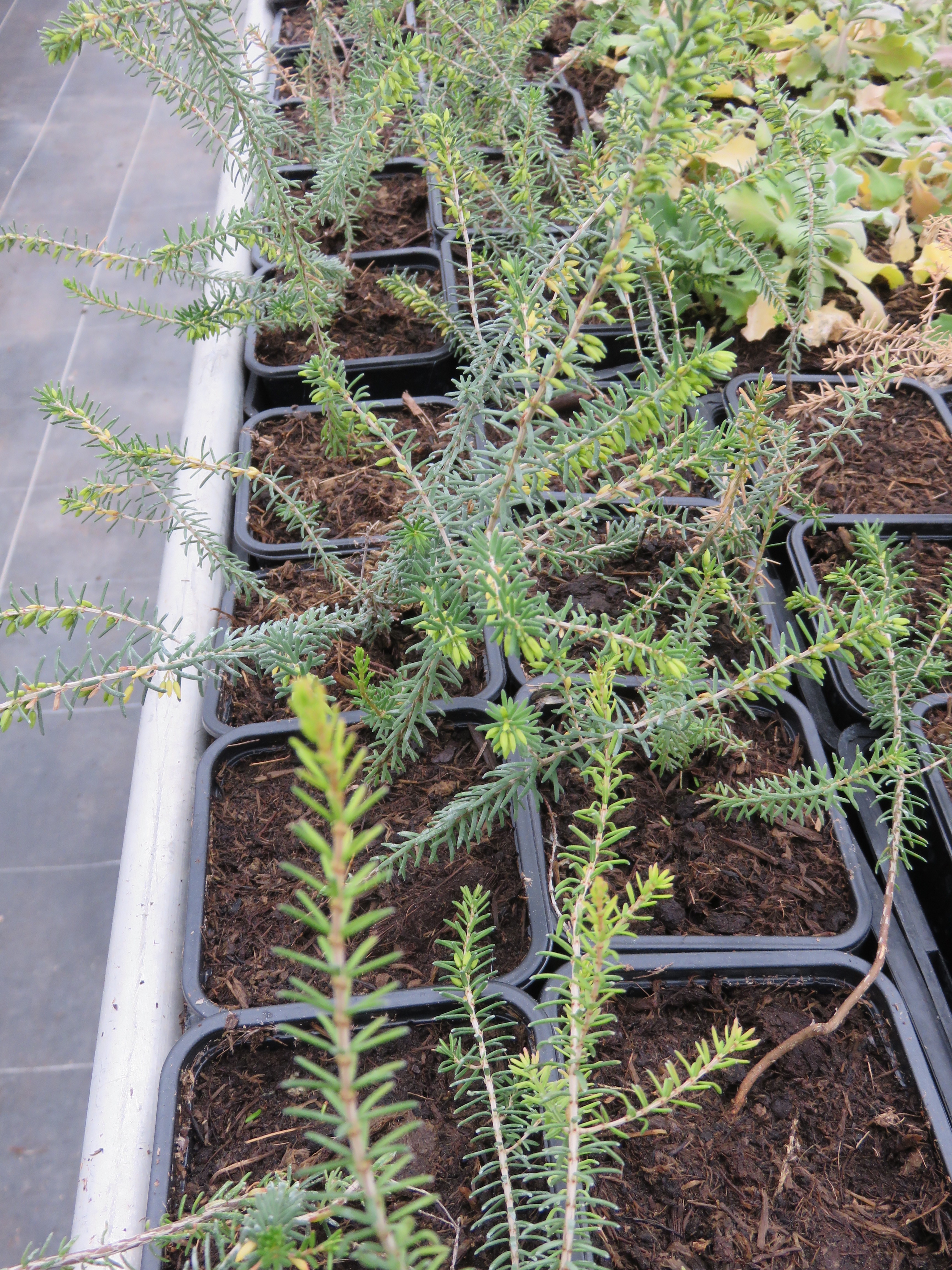  bruyere vivace 1.30€ 