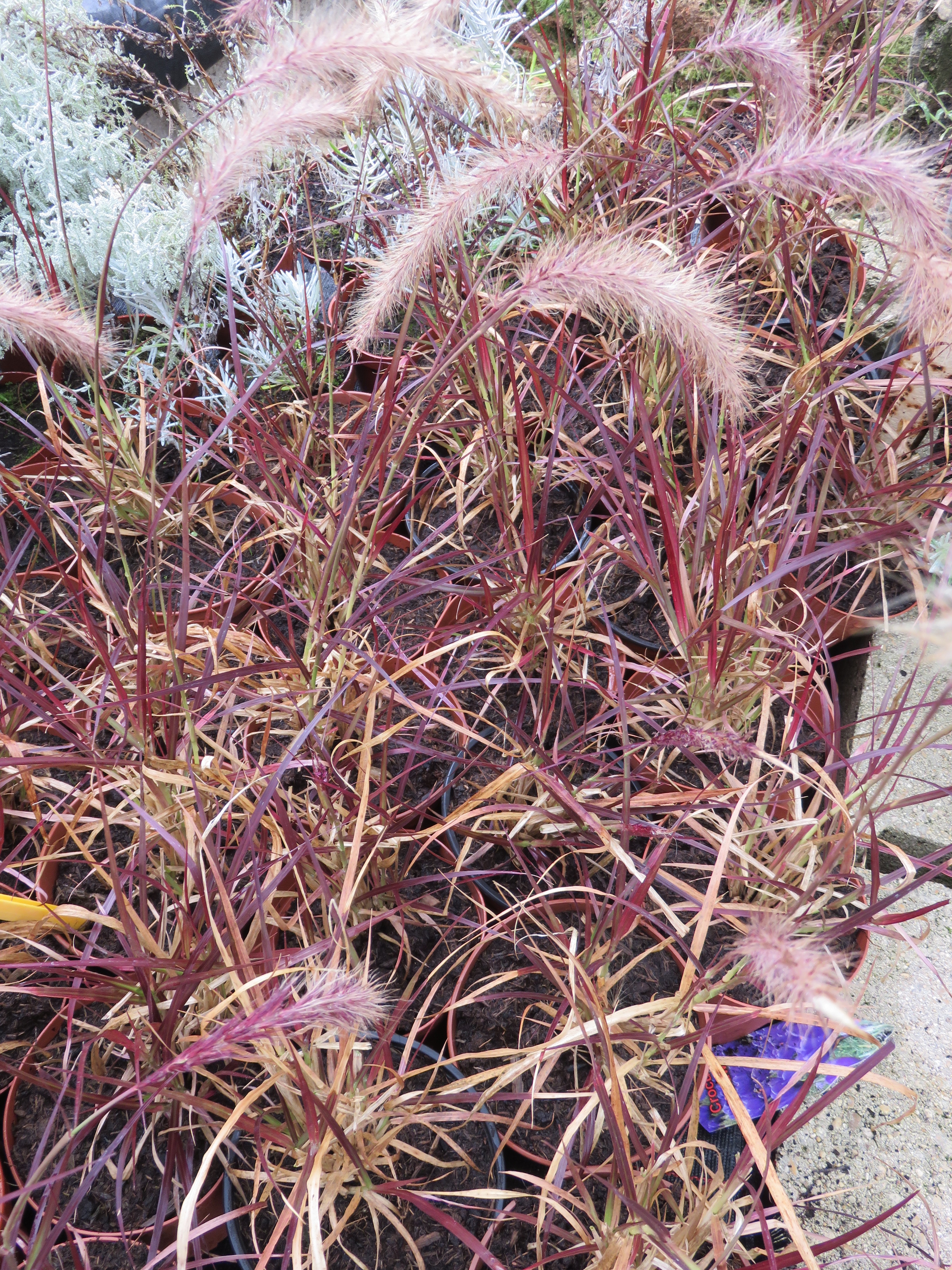  graminée pots 15 2.20€ 