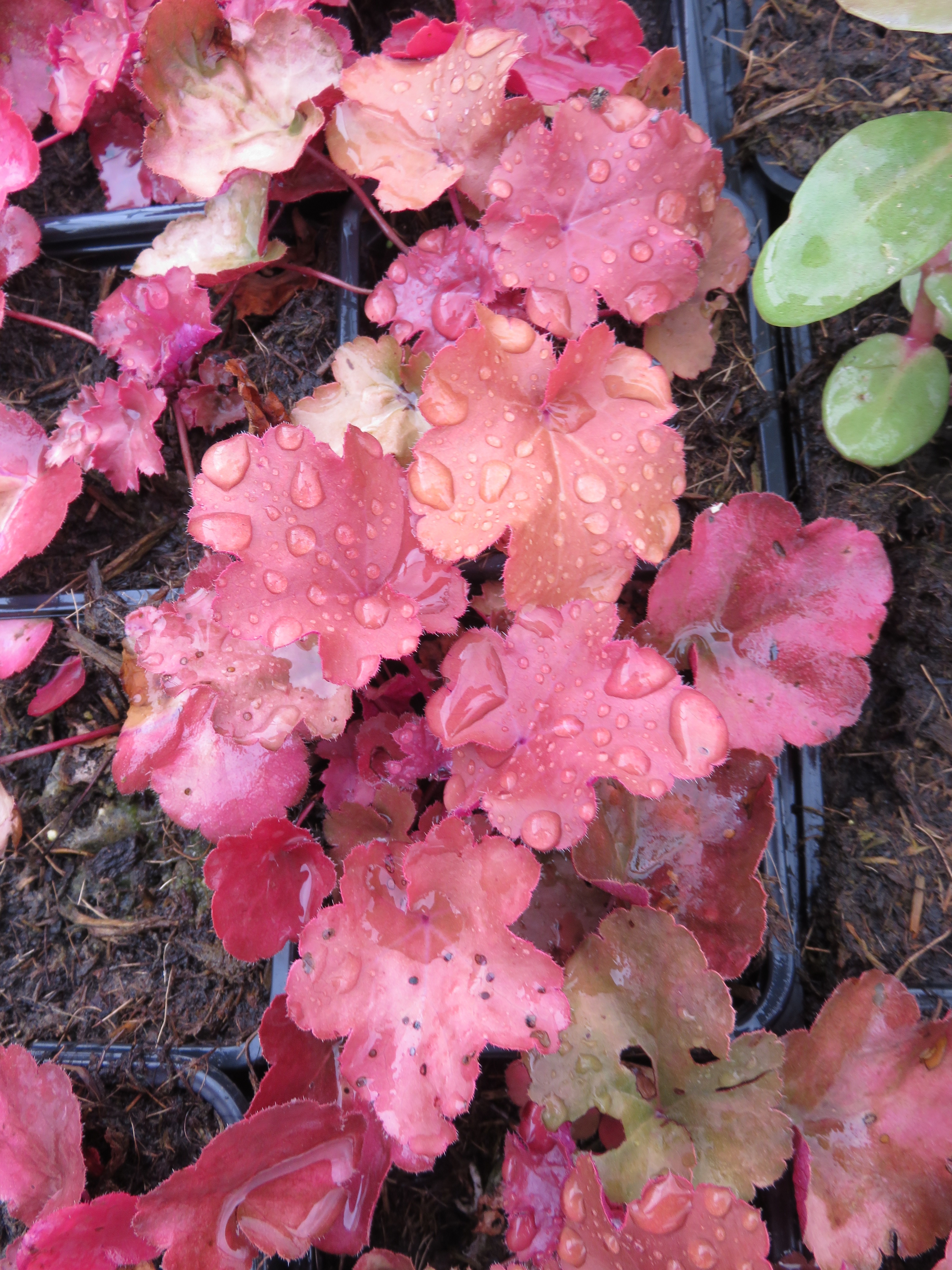  heuchera vivace 1.30€ 