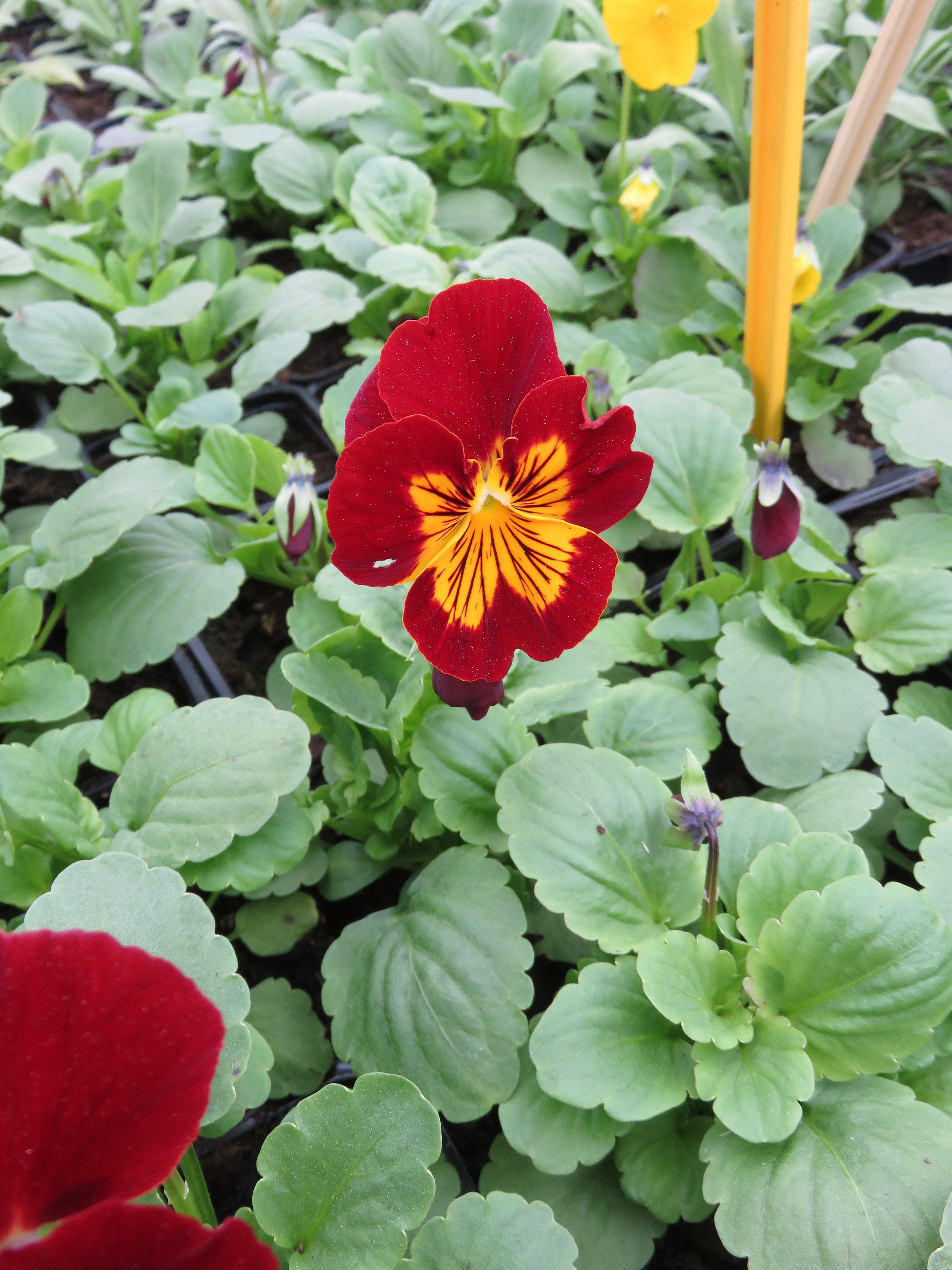  pensée bisanuelle 0.65€ 