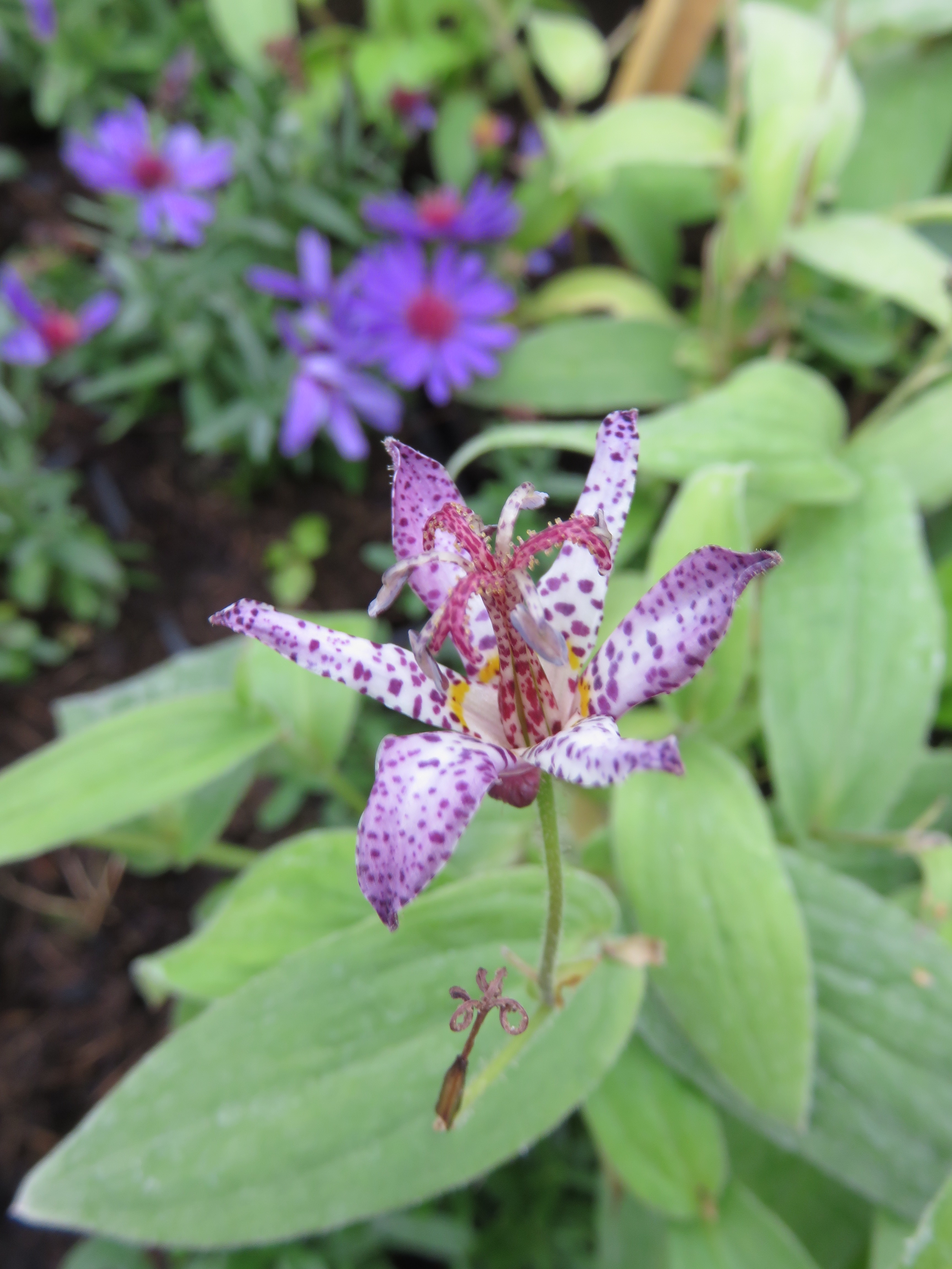  Tricitys vivaces 1.30€ 