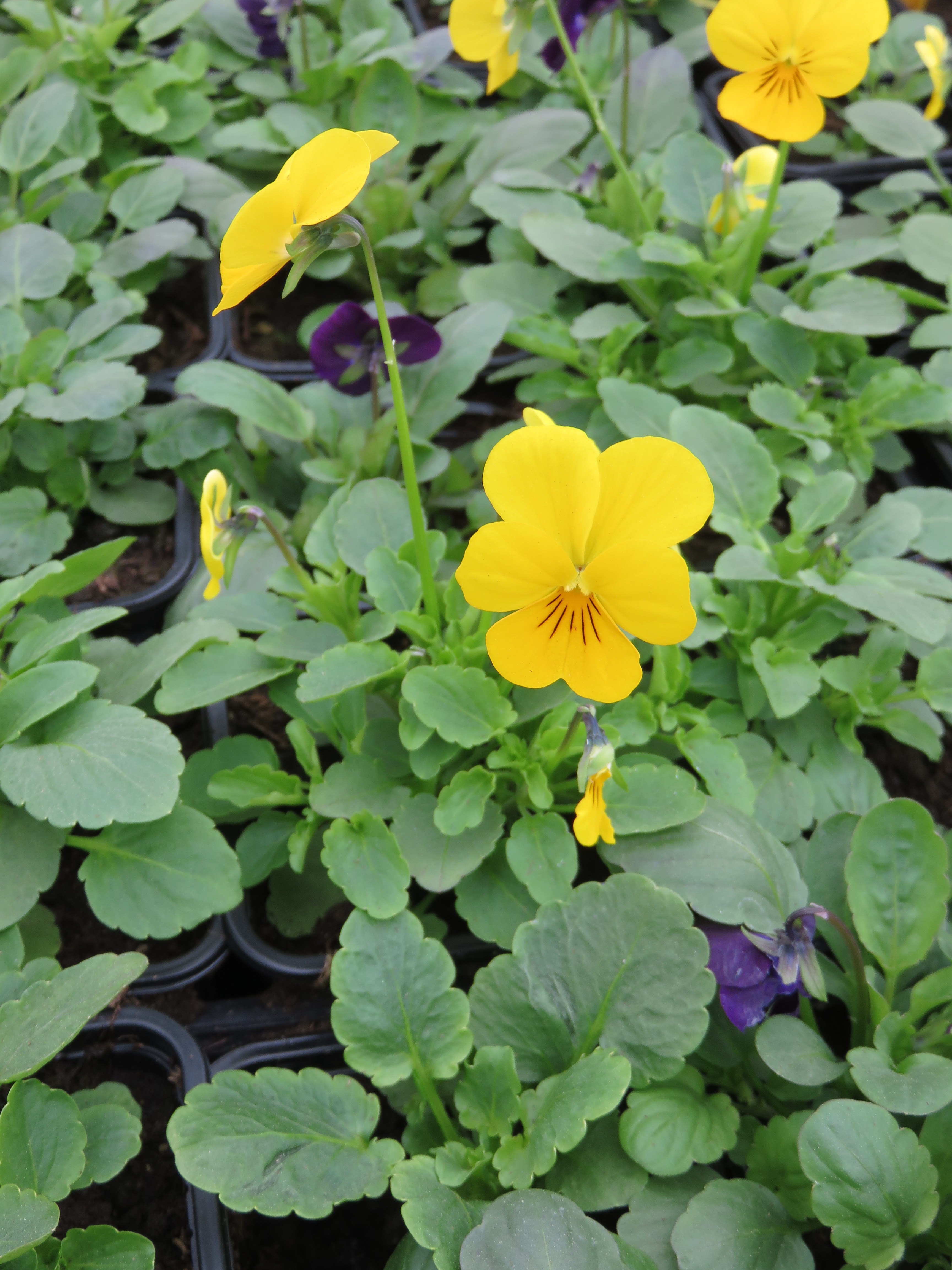  viola cornuta bisanuelle 0.65€ 
