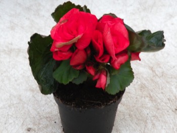  begonia annuelle  1€ pièce ombre 