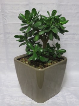  crassula plante d'interieur 12 € pièce pots vendus separement 