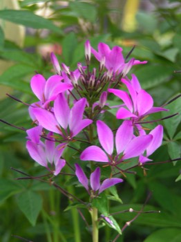  cleome annuelle 0.70 € pièce soleil 