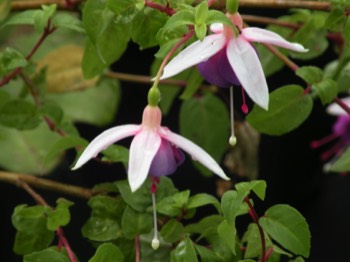  fuschias annuelle 1 € pièce ombre 