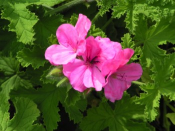  geranium citrodorum 1 € pièce soleil anti moustique 