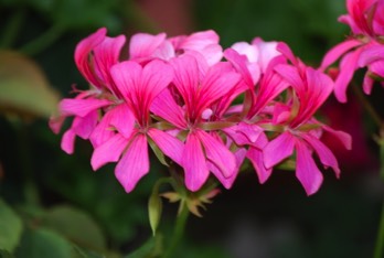  geranium lierre annuelle 1 € pièce soleil 