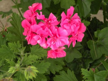  geranium lierre double annuelle 1 € pièce soleil 