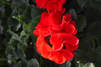  geranium zonal 1 € pièce soleil 