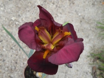  iris 4.50€ pièce vivace soleil 