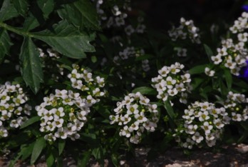  lobularia annuelle 0.7€ pièce soleil 