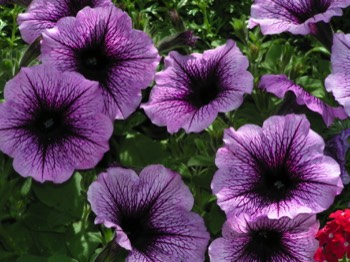  petunia retombant 1 € pièce annuelle soleil 