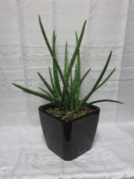  sanseveria plante interieur 12 € pièce pots vendu séparément 