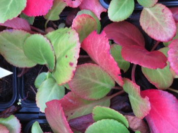  bergenia vivace 1.30€ 