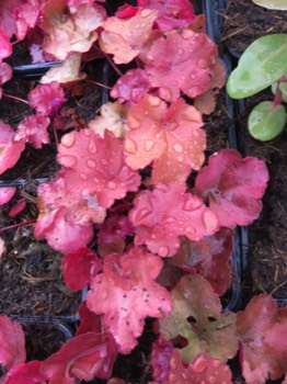  heuchera vivace 1.30€ 