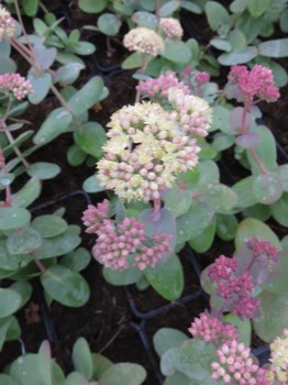  sedum vivace 1.30€ 