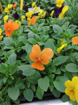  viola cornuta 0.65€ 