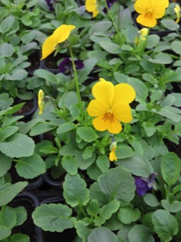  viola cornuta bisanuelle 0.65€ 